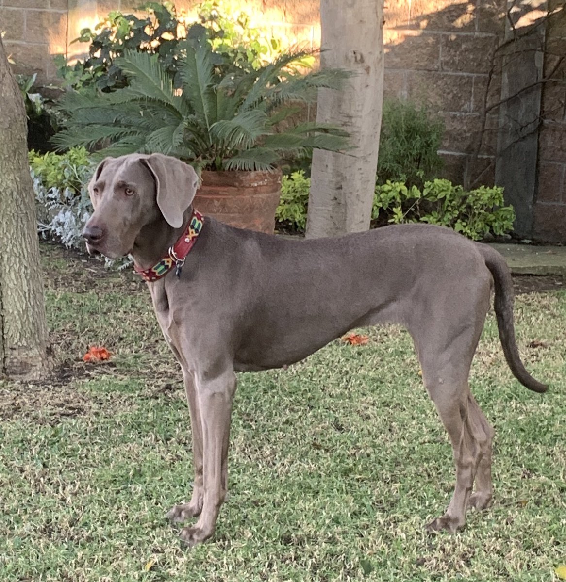 mgca27's tweet photo. @carbajo Tara (Weimaraner) https://t.co/bE3UfQgtZw