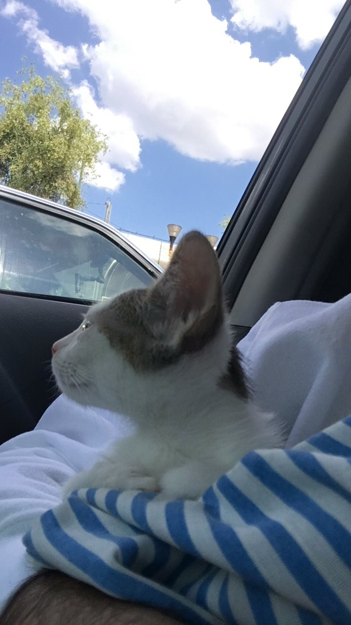 4 pic. Aprovechando que Michi es tendencia les presumo a mi Cowie ❤️ https://t.co/b7ciW2NWwN