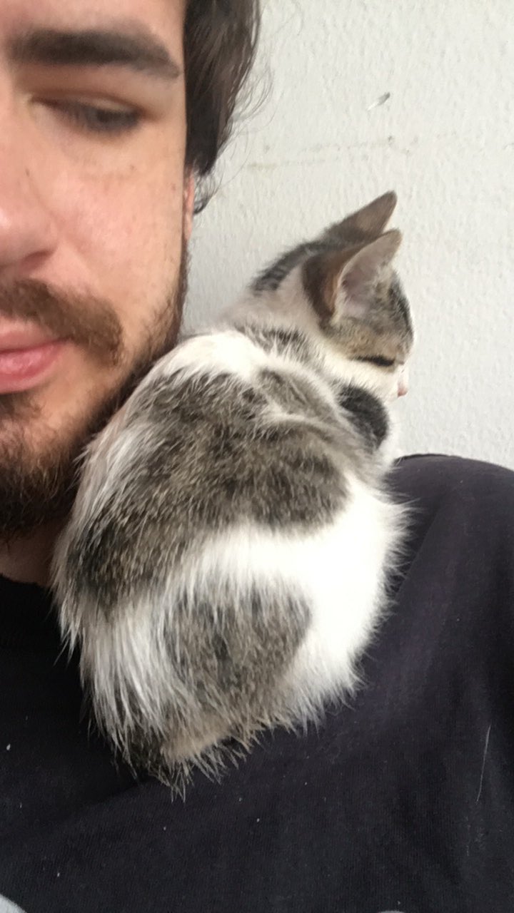 2 pic. Aprovechando que Michi es tendencia les presumo a mi Cowie ❤️ https://t.co/b7ciW2NWwN
