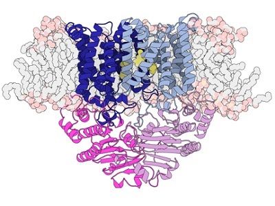 Researchers from @camcdevitt of @TheDohertyInst and @Bio21Institute have revealed how the bacterium Streptococcus pneumoniae obtains manganese from our bodies which could lead to better therapies to target life-threatening, antibiotic-resistant pathogens: buff.ly/3scmpNt