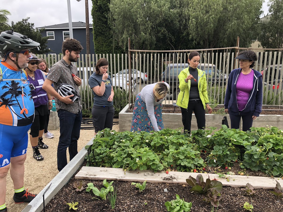 The Santa Monica Ishihara Park Learning Garden is having their first “post covid” open house. 9-11am, Saturday 8/21. Come and see the garden and meet your neighbors. Masks appreciated. #CommunityGarden #Parks4all