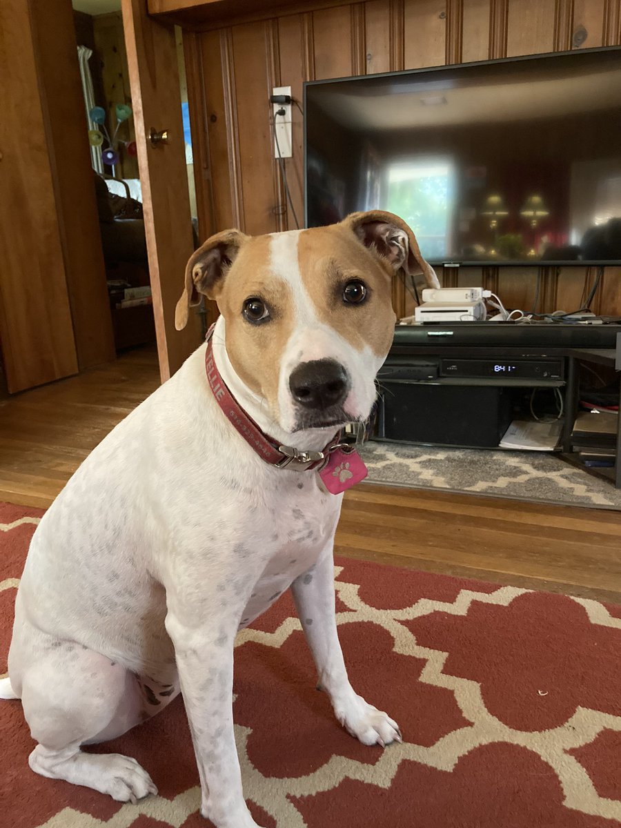 MichGS's tweet photo. Tonight I walked back and forth across a parking lot with my girl Tellie to teach her how to dog with other dogs that aren’t Bernie. Trainer says she did a great job. We will walk a little closer next time and see if they can playfully dog together. #learningtodog #missyouBernie https://t.co/BrwMb1ygGJ