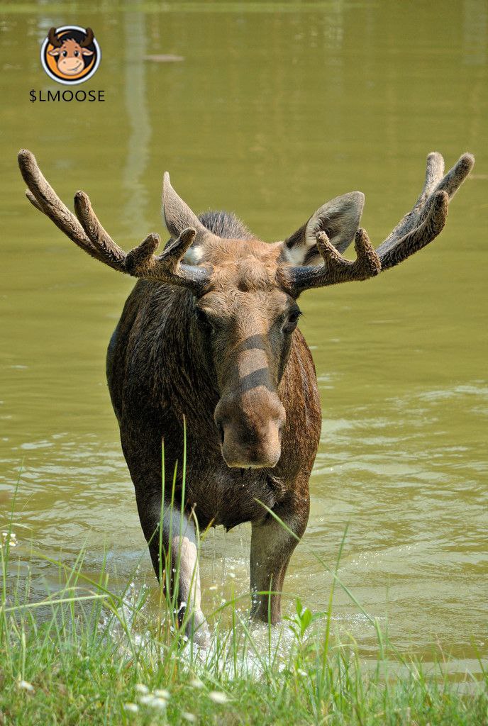 Little Moose Community tweet media