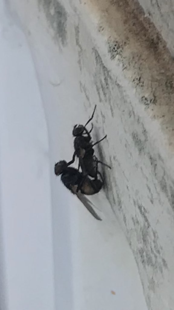 Цаатан Нямка... tweet media