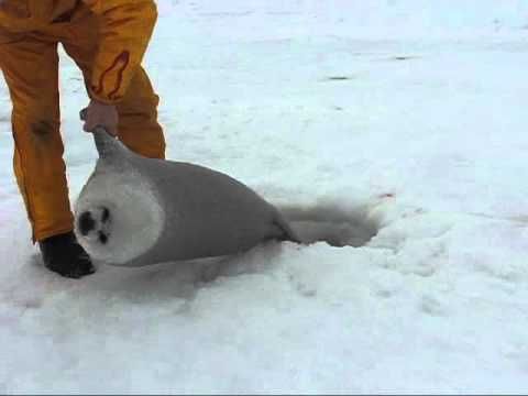 寝ていると体温で氷が溶けて体が雪原にめり込んでしまうアザラシの赤ちゃんが寝過ごした結果 かわいい 癒される Togetter