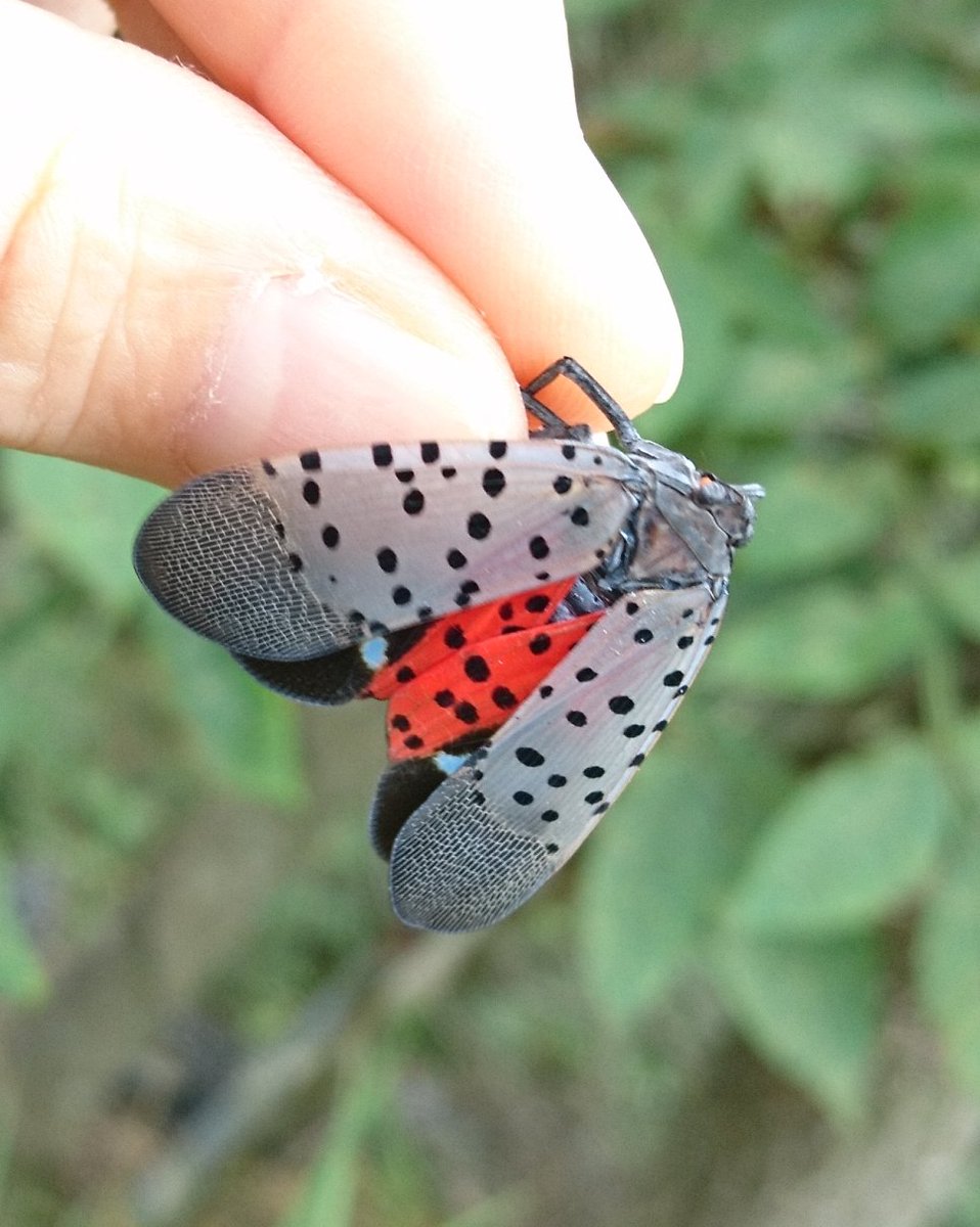 Shidora うわ 生きてるの初めてみた なんて素晴らしいデザイン 備前市のシタベニハゴロモ シタベニハゴロモ 岡山 T Co Ojsbhnzi9c Twitter