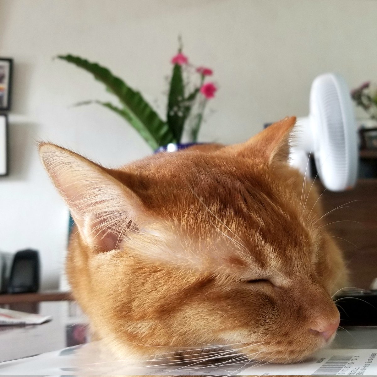 Smap作品集 Twitter Search