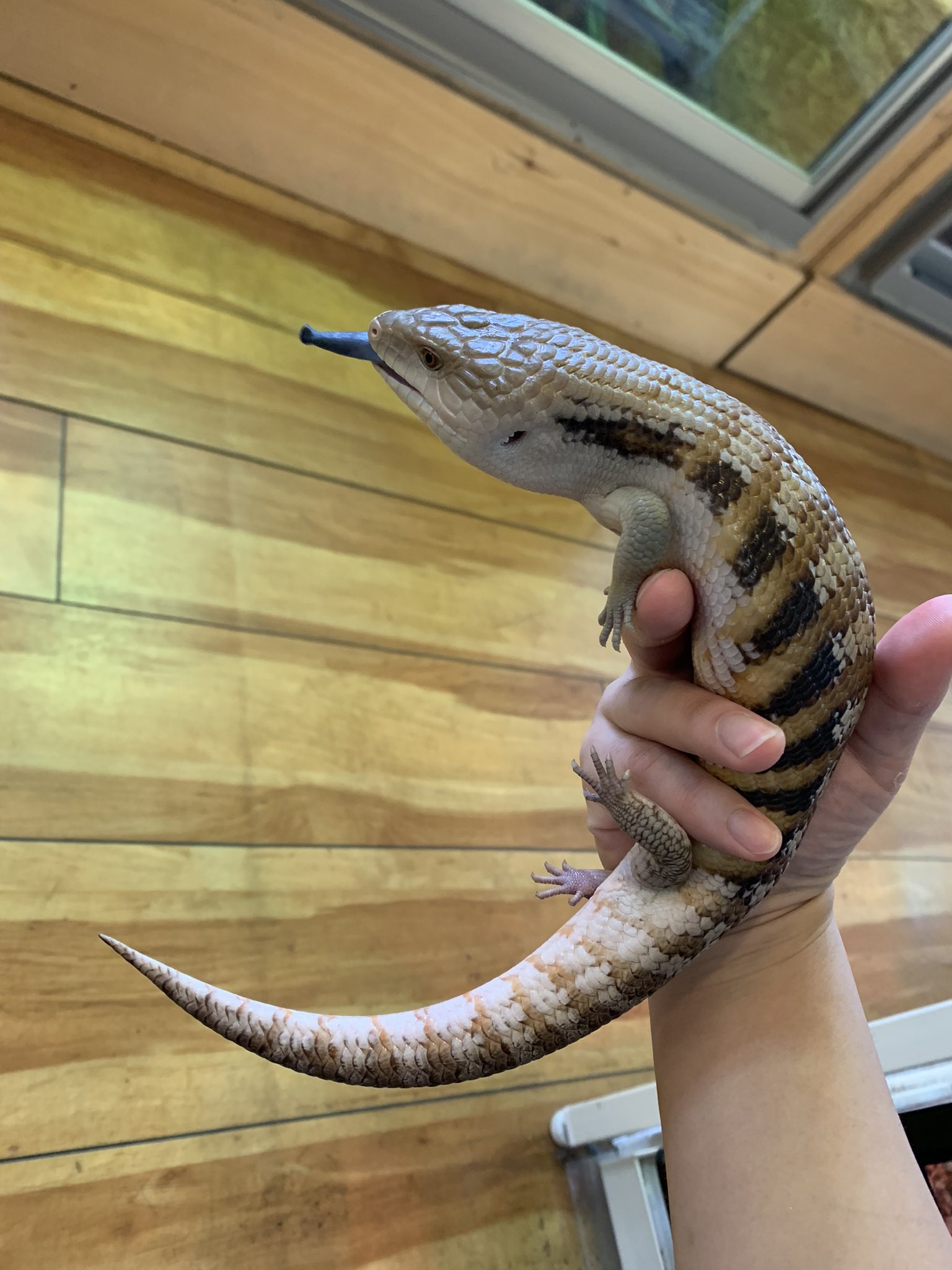 ネイチャーズ北名古屋店 新入荷 キタアオジタトカゲ ハイポ 餌食いバッチリの色味が明るい個体になります 4枚目は在庫中のキタアオジタで見比べていただくと明るさがよくわかる 気になる方はスタッフまで T Co P5hkzjf1pa Twitter