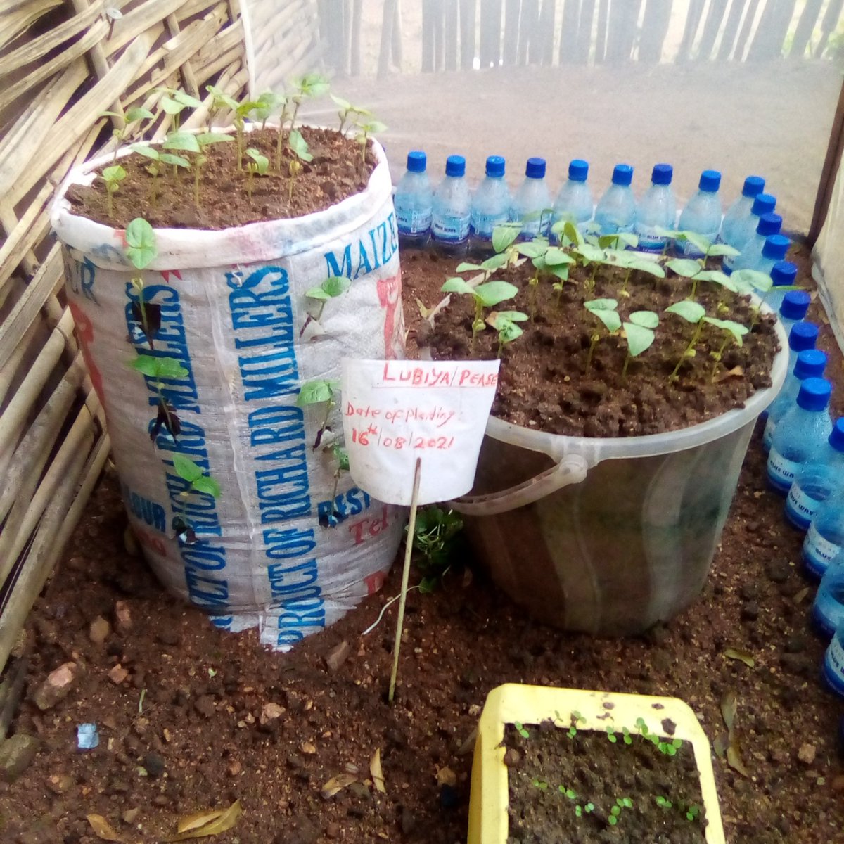 AmaneJoseph's tweet photo. My container/sack garden of #Lubiya (pease) and #Kudura is absolutely doing well in just 6 days today. Transforming food system in Juba City.
@undpsouthsudan
#PlantToWin https://t.co/jDeDHEt3RO