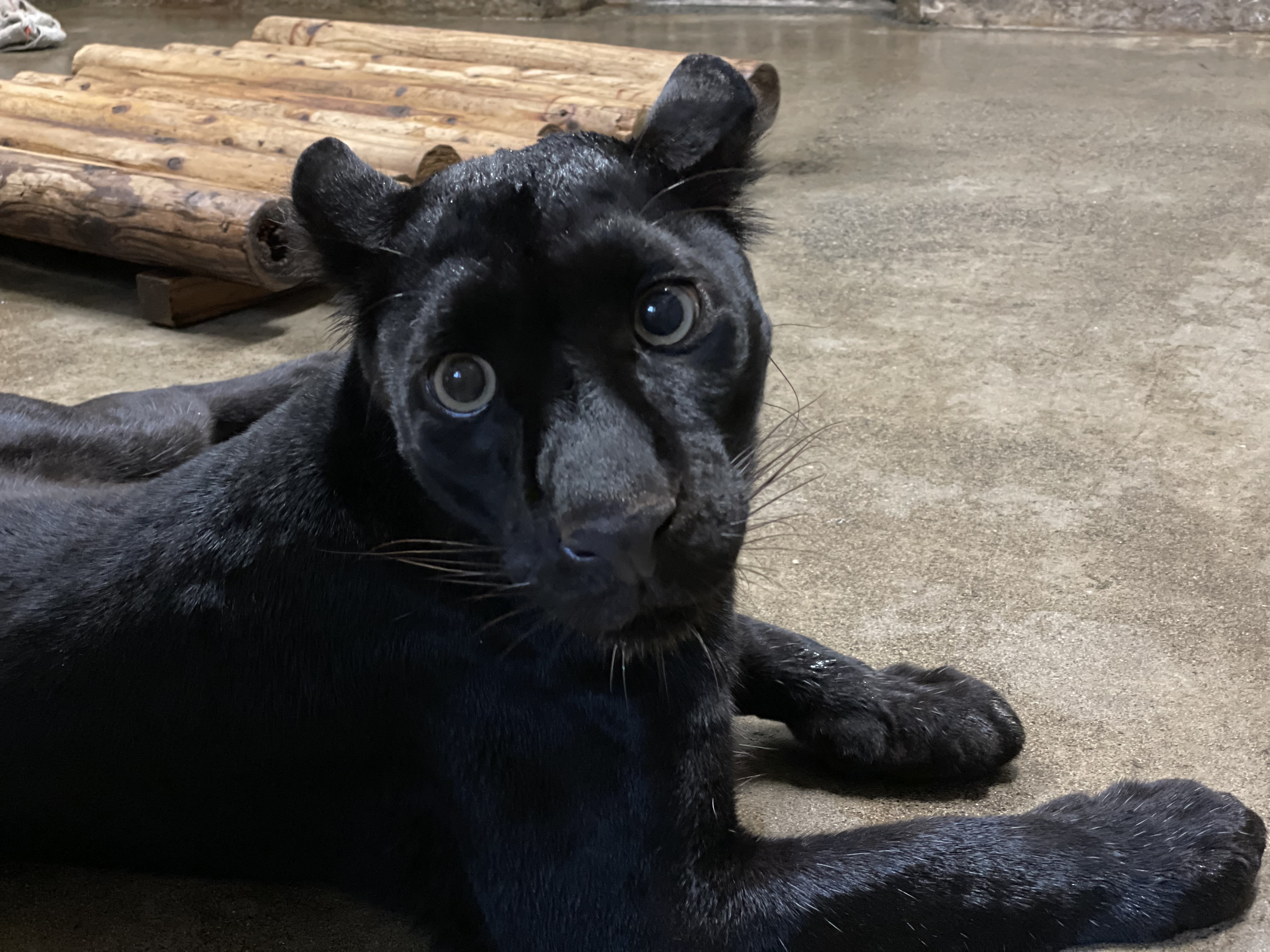 鹿児島市平川動物公園 当園のクロヒョウは寝室の水入れにウンチをします そのためウンチ用と飲み水用の水入れを用意しています しかし今日は両方にウンチが入っている と思ったら１つは掃除の為にセピアの寝室に移動した時に出したスーのウンチでした