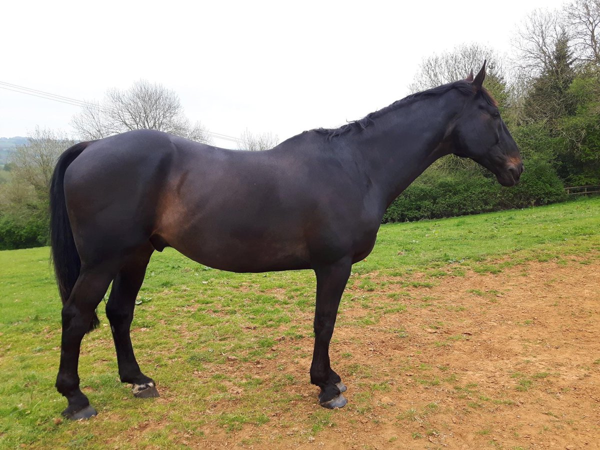 nicoequestrian's tweet photo. take a look at this horse and then take a guess at some of the things found out about him and his condition through autopsy https://t.co/7GlZ2g54ZI