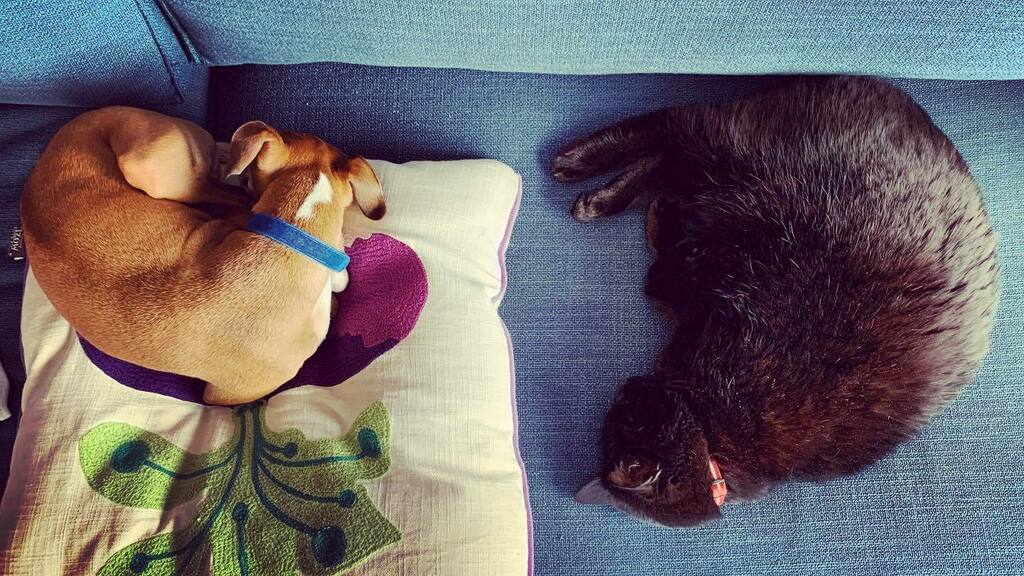 man_durphy's tweet photo. The daily slumber https://t.co/8czokp25Md https://t.co/Sud7GPVM0h