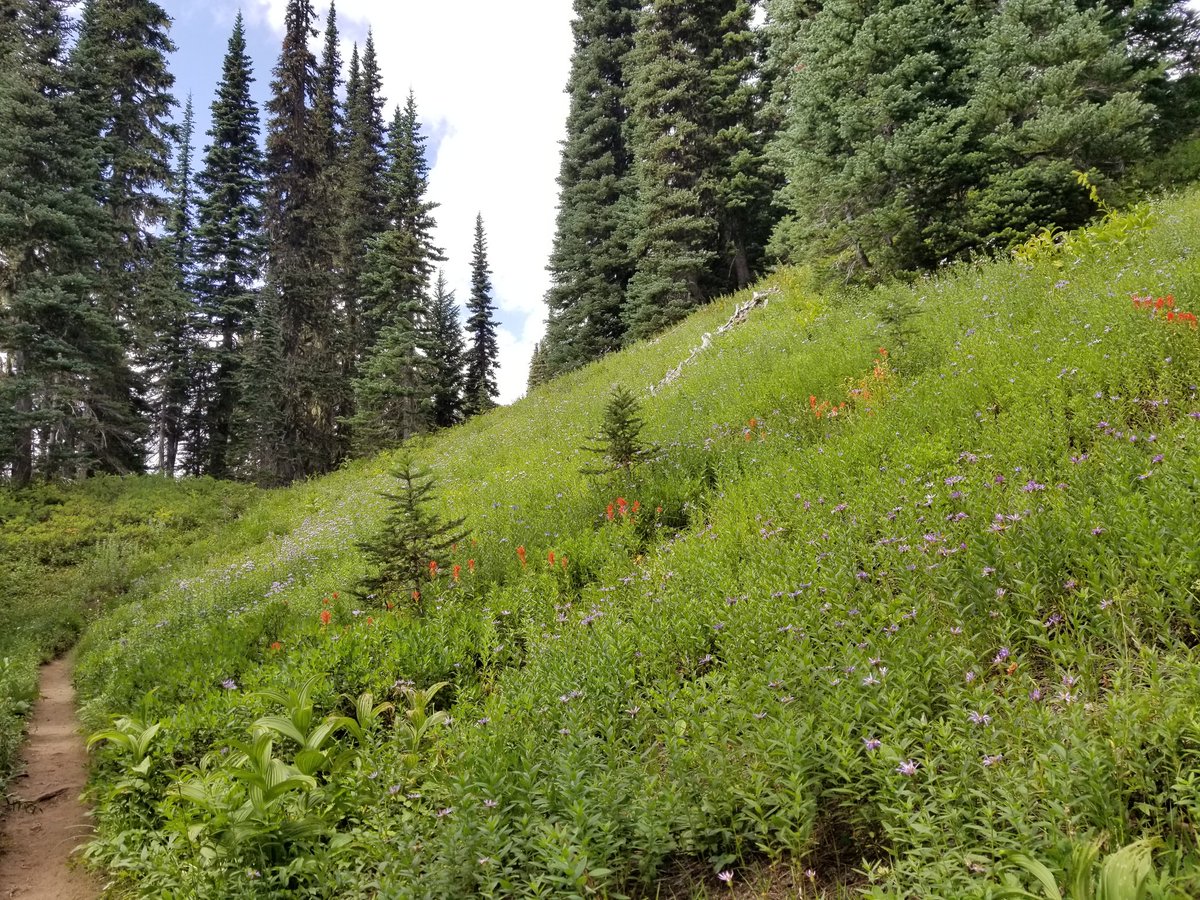 ryanlouie's tweet photo. #LakesTrail #HighLakesTrail  #WonderlandTrail #ReflectionLakes #TatooshRange #MountRainier @MountRainierNPS @NatlParkService @Interior @NationalParkFdn @WANatlParkFund @visitmtrainier @IsMtRainierOut @WTA_hikers @AllTrails @NWSSeattle #wawx https://t.co/kFaOkfFNQx