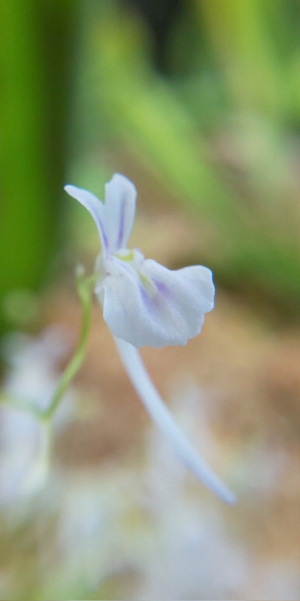 ウサギゴケ のtwitter検索結果 Yahoo リアルタイム検索