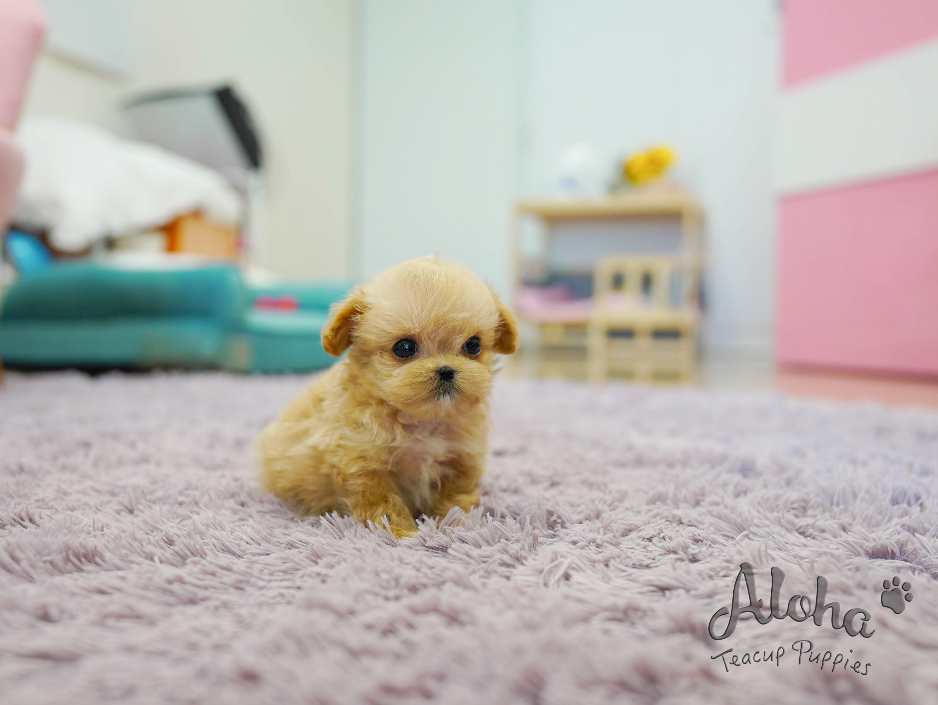 How Big Does A Rolly Teacup Puppies Get