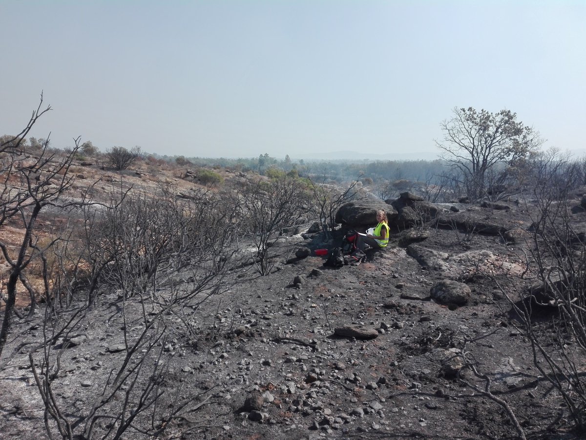 soptomcrcc's tweet photo. | 🔥 Incendie dans la Plaine et le Massif des Maures 🔥 |
Avec la Réserve Naturelle, missions de sauvetage et de recensements de la Tortue d'Hermann. Plus d'une centaine de tortues trouvées vivantes, mortes ou blessées. Ces dernières sont ramenées dans notre centre de soins ! https://t.co/J7dvvaUwA2