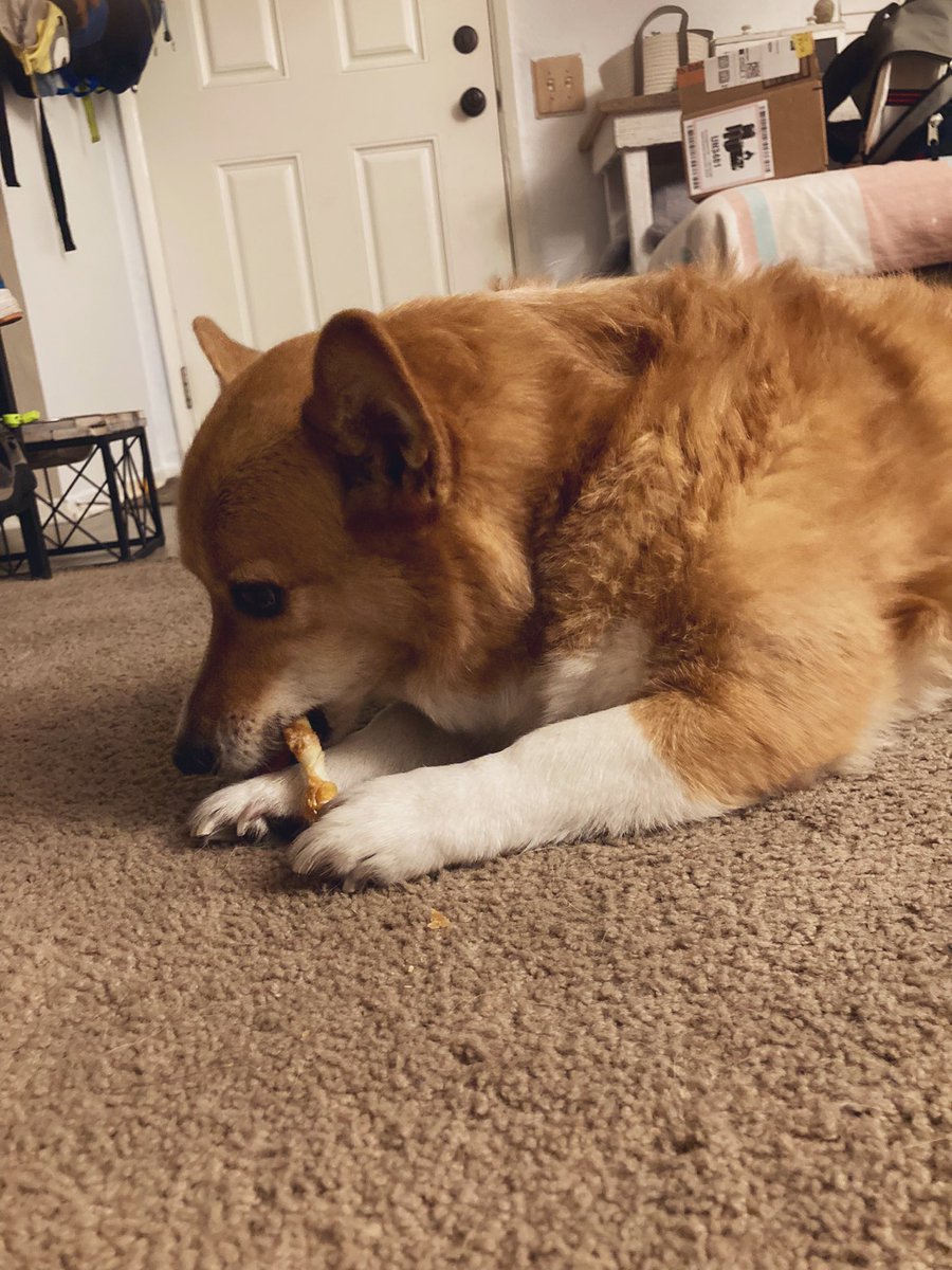 MJ The Corgi tweet media