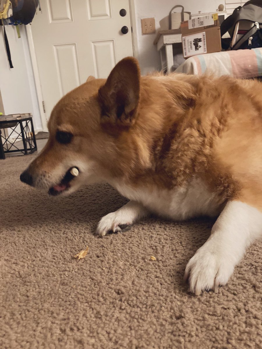 MJ The Corgi tweet media