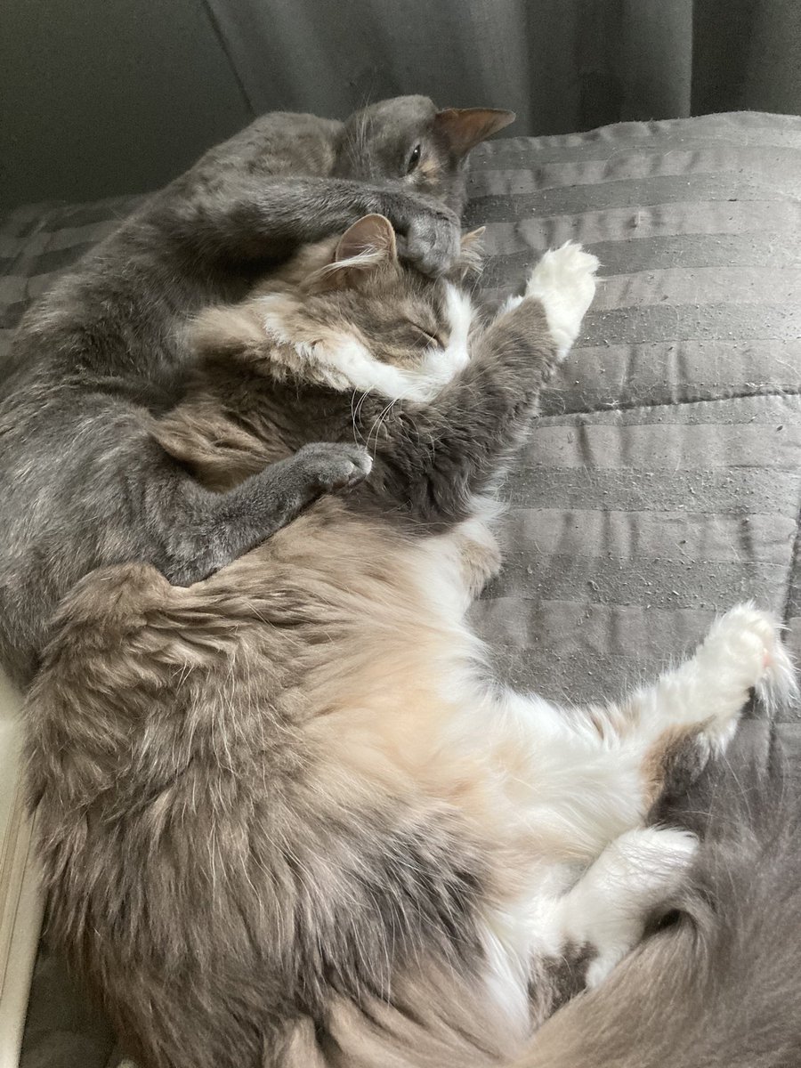 JustSoSmall's tweet image. I miss my sister a lot and I can’t wait to hug her again 😿
#cats #CatsOfTwitter #GoFundMe #gofundmecampaign #smallbutmighty #sisterlove #CuteAnimals #CutenessOverload #cute #Cuddles #kittycat