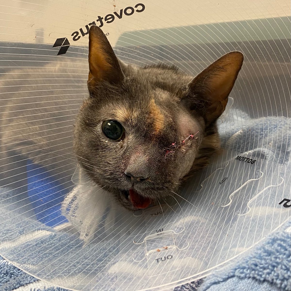 JustSoSmall's tweet image. Felt cute, might delete later 
#CatsOfTwitter #cats #GoFundMe #gofundmecampaign #smallbutmighty #CuteAnimals #CutenessOverload #cute #kittycat #emergencymedicine #veterinary #feltcute