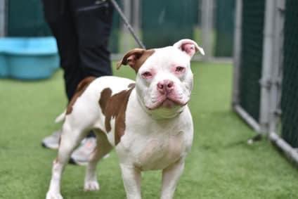 SOME “HUMAN” DUMPED CHANEL #121740 SAYING THEY HAD NO TIME FOR HER. HER TIME ENDS TOMORROW. Just 2, dog and child friendly, the excuse to kill her is: she’s scared. She needs only training. Let’s save her - pledges via <a href="/TomJumboGrumbo/">Keith Olbermann's Dogs</a> and PLEASE RT CHANEL! facebook.com/mldsavingnycdo…