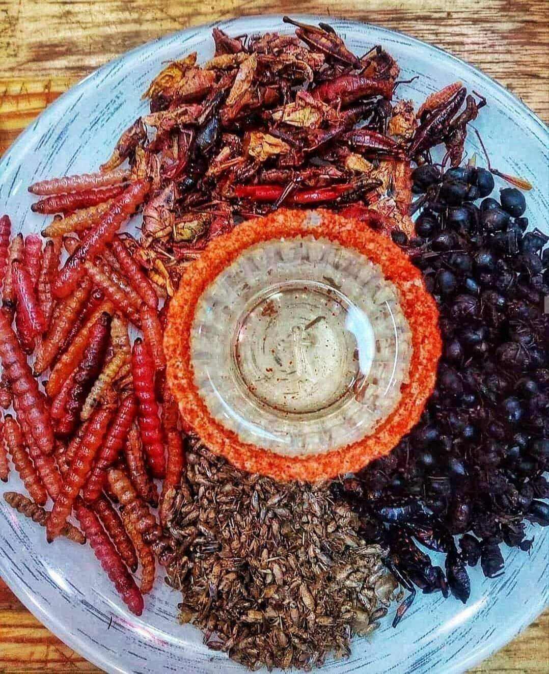 Lycaon ࿓ on X: "Chapulines, chicatanas, jumiles, gusanos de maguey y  mezcal. ¿Gustan?😳, ¿Qué falta? 🤔 https://t.co/urolDIP2UD" / X