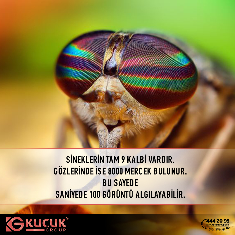 GroupKucuk's tweet image. Yaratılış Mucizeleri...

#yaratılış #sinekler #Kablo #AsansörEkipmanları #KüçükGroup #Elitpro