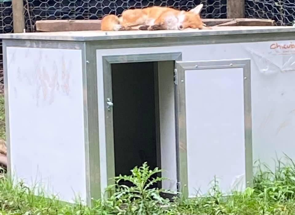 One of the cubs was having a great dream this morning. He was there running in his sleep until the rain started.💚

<a href="/WWFScotland/">wwfscotland 🌍</a> <a href="/NatureUK/">NatureUK</a> <a href="/wildlife_birds/">Bird Sightings</a>  #BBCWildlifePOTD @SIBirdClub #nature #photography #birdtonic  #TwitterNatureCommunity