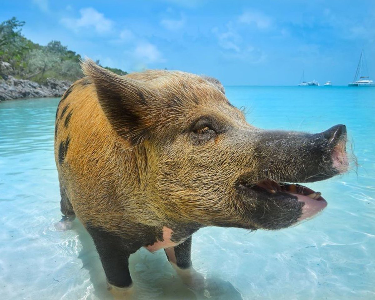 TheExumaDream's tweet photo. Hello piggie, what are ya lookin' to eat today? π₯ͺ
πΈ: @thatviguide
#ParadisePostcards ππ§πΈ
#exumadream #exuma #bahamas #exumablue #theexumafilter #livethelifeyoulove #adventure #comevisitagain #thatexumakindoffeeling #myoutislands #paradise #traveltips #exumacays #vacat ... https://t.co/vYsOU1z9HJ