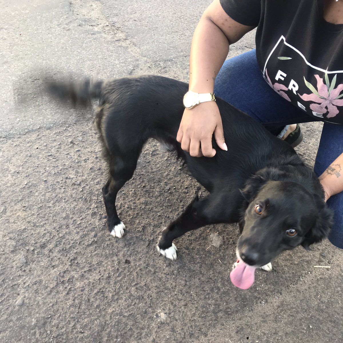 _morrisfbn's tweet photo. Gente compartilhem pfv. Cachorrinho perdido próximo ao banco Santander da Júlio de castilho. Parece novinho e tem uma colorei do game of thrones. Não pude ficar com ele pq estava atrasada pr o trabalho. MAS PELO AMORDE DEUS A FAMÍLIA DEVE ESTAR LOUCA eu estaria https://t.co/bWChhbNEO1