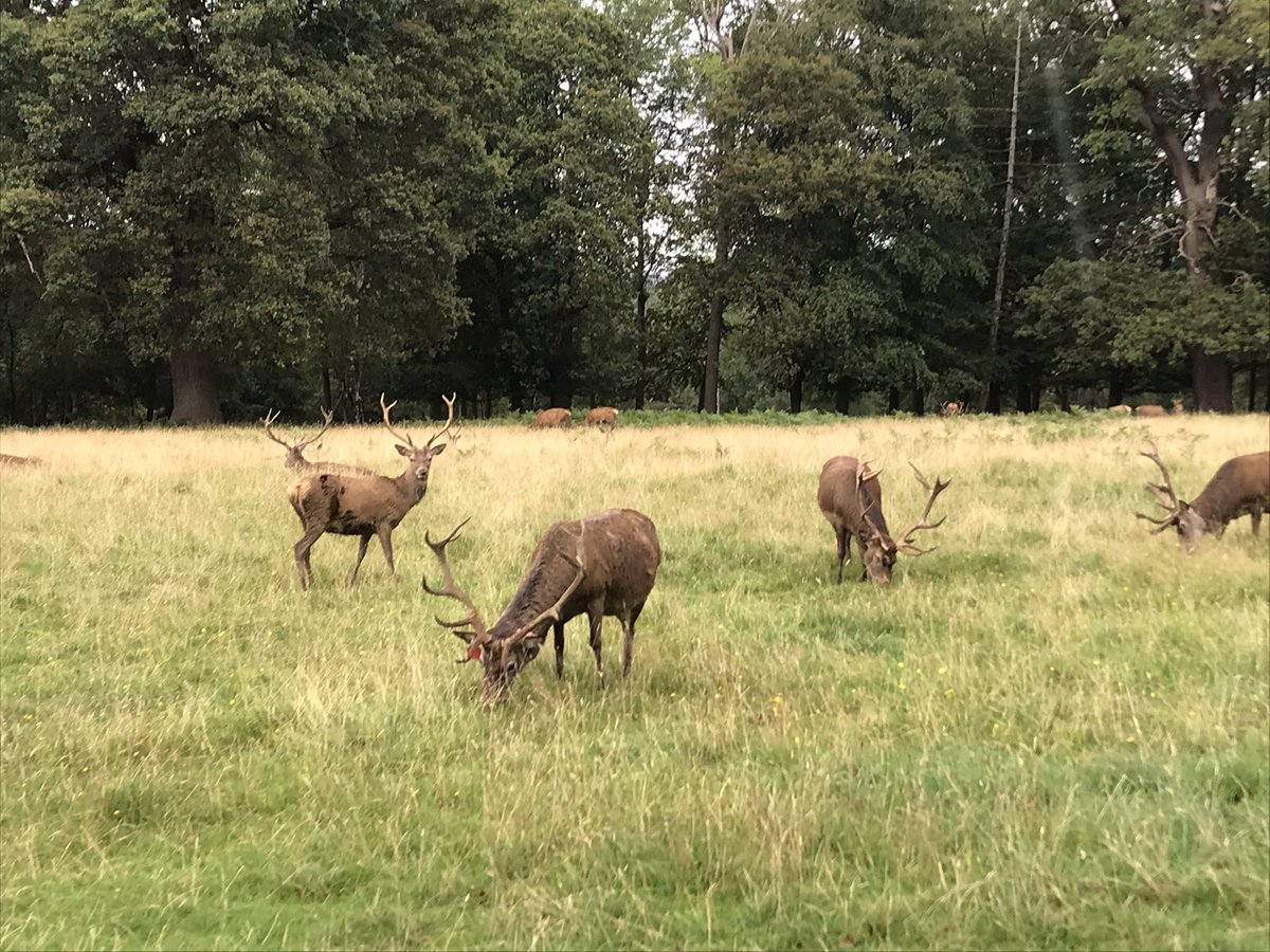 #Windsor #GreatPark #Deer