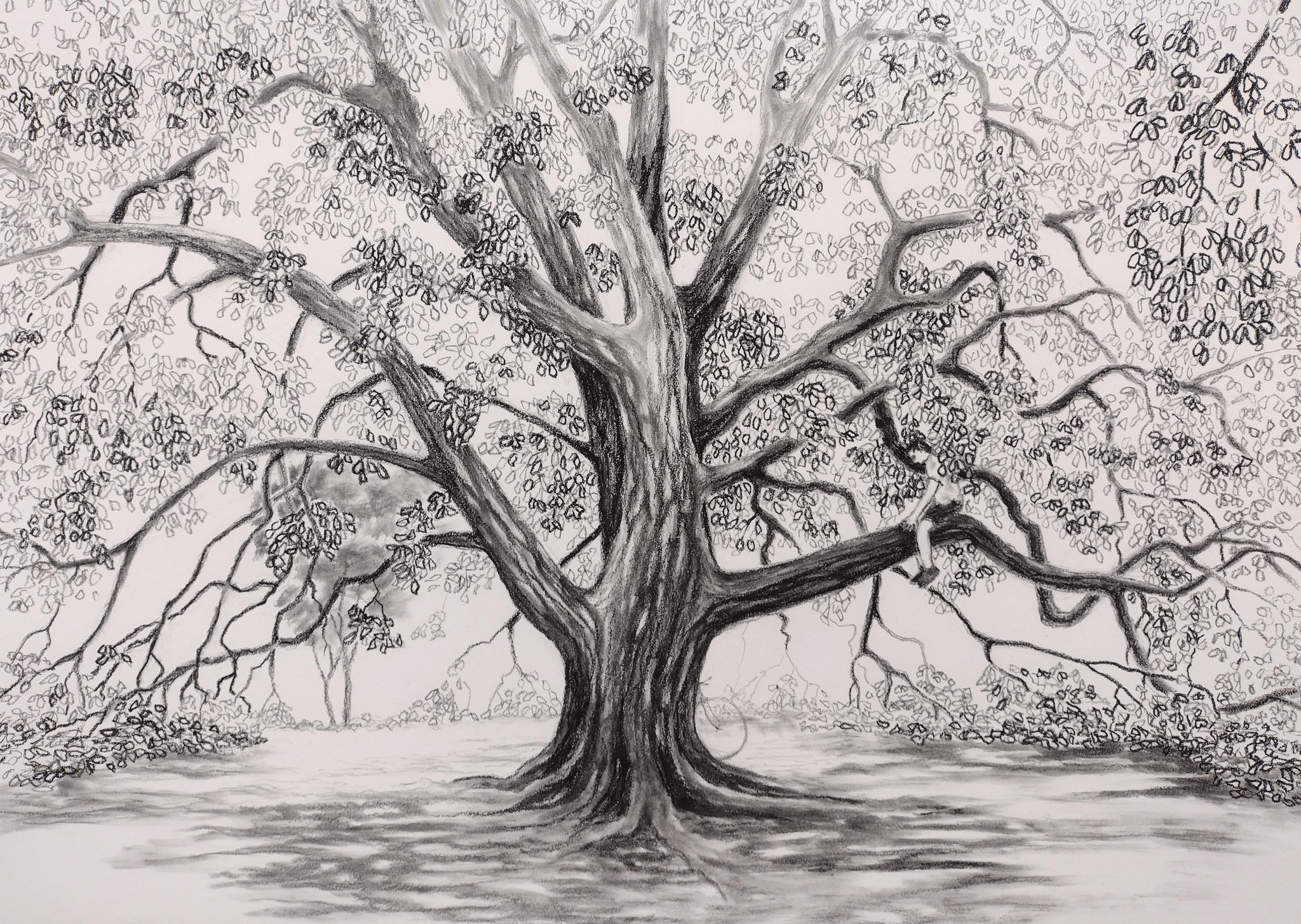 Serie of drawings. Charcoal 100x70cm. 2010-2013 | Tree drawings pencil,  Landscape sketch, Landscape drawings