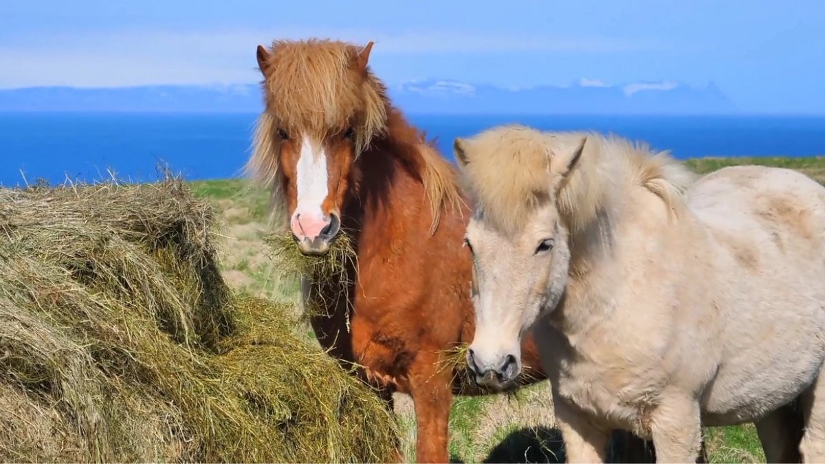 Horse Race Videos Compliation Moment | Most Beautiful Horse In The World | MRL Animals -

youtu.be/_a7NTPchI7g