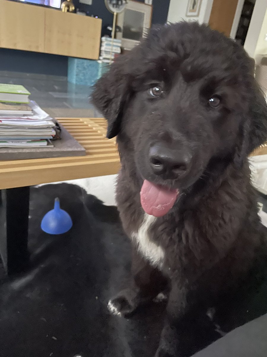 Layla the dog tweet media