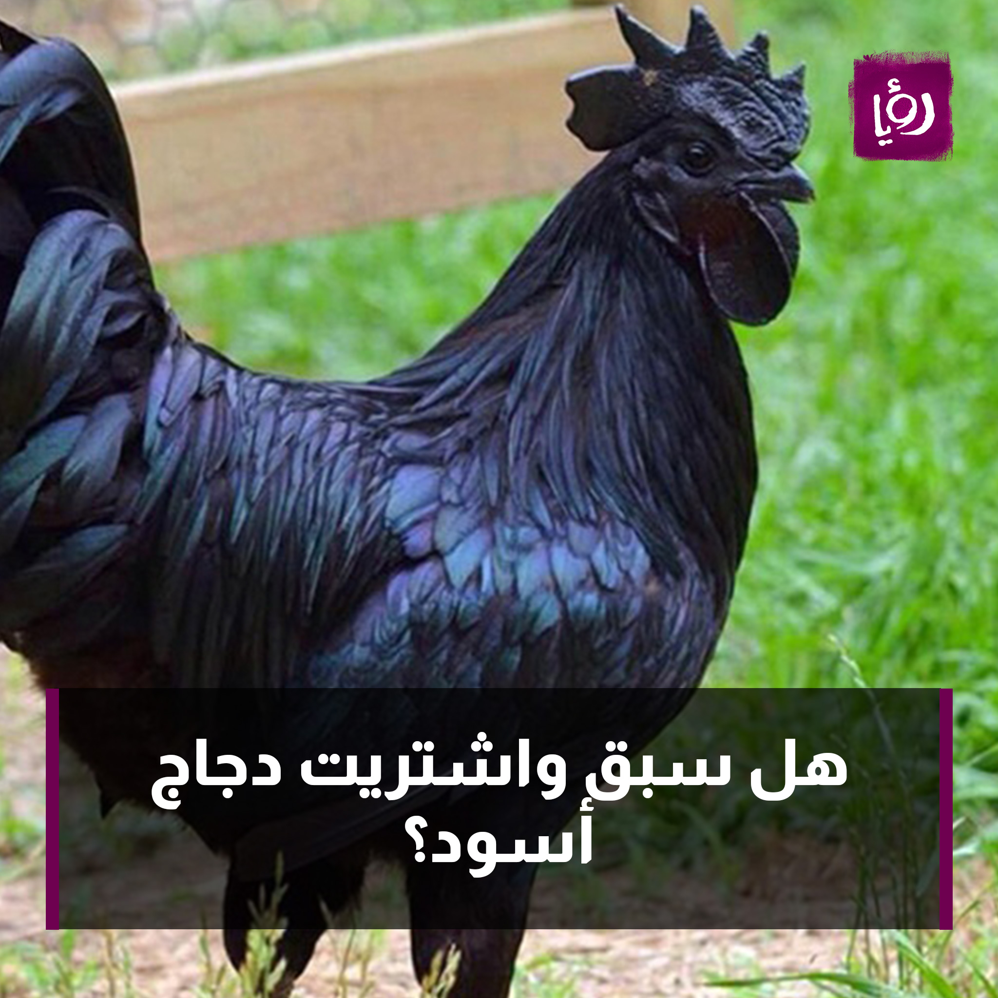Куры черные с зеленым отливом