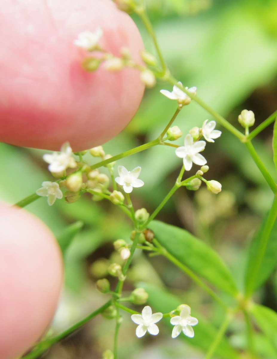 こころんグリーン 道路脇にザクロソウが咲いていました 白い小さな花がたくさん開いています この辺りにいっぱい咲いています ザクロソウ 白い花 小さな花 夏の花 夏 山野草 野草 園芸 ガーデニング 熊本市南区 熊本