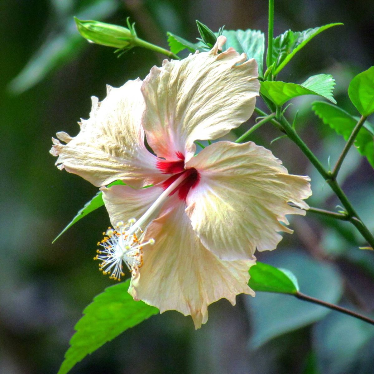 FPphayam's tweet photo. 🇬🇧 Pink Hibiscus in our garden
🇹🇭 ดอกชบาสีขาว
#flowerpowervillage #flowerpowerguesthouse #flowerpowergarden #ฟลาวเวอร์พาวเวอร์วิลเลจ #aowkhaokwai #อ่าวเขาควาย #buffalobay #kohphayam #เกาะพยาม #ranong #ระนอง #thailand #ประเทศไทย #ไทยแลนด์ #thai #kohlife #paradise #สวรรค์ #thaiisla https://t.co/F0FApGTk9m