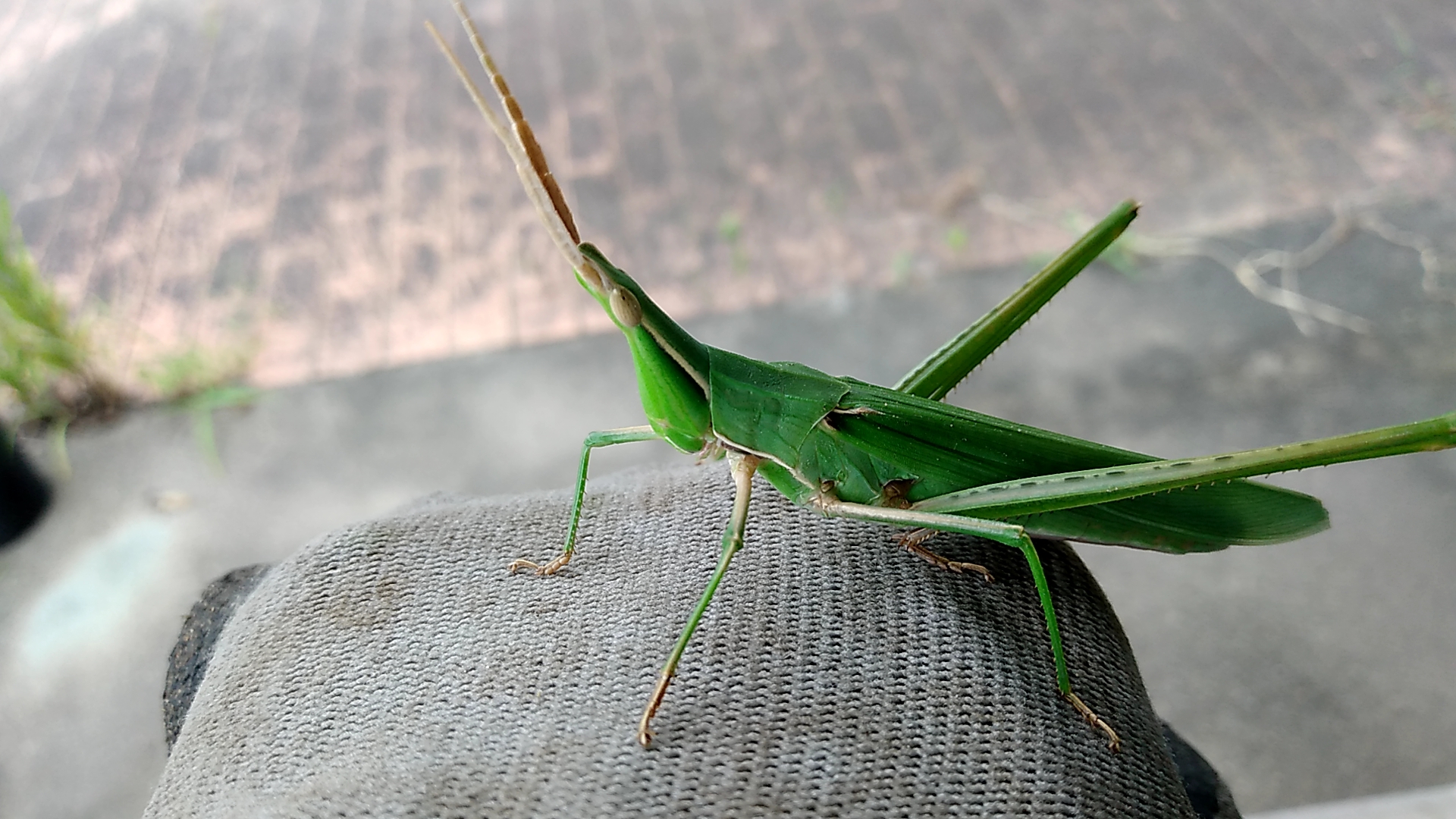里山のコミュニティガーデン レポート ショウリョウバッタ 精霊蝗虫 しょうりょうばった 令和3年8月11日 大きいバッタがいました バッタ目 バッタ科に分類される昆虫の一種 日本に分布するバッタの中では最大種で 斜め上に尖った頭部が特徴である