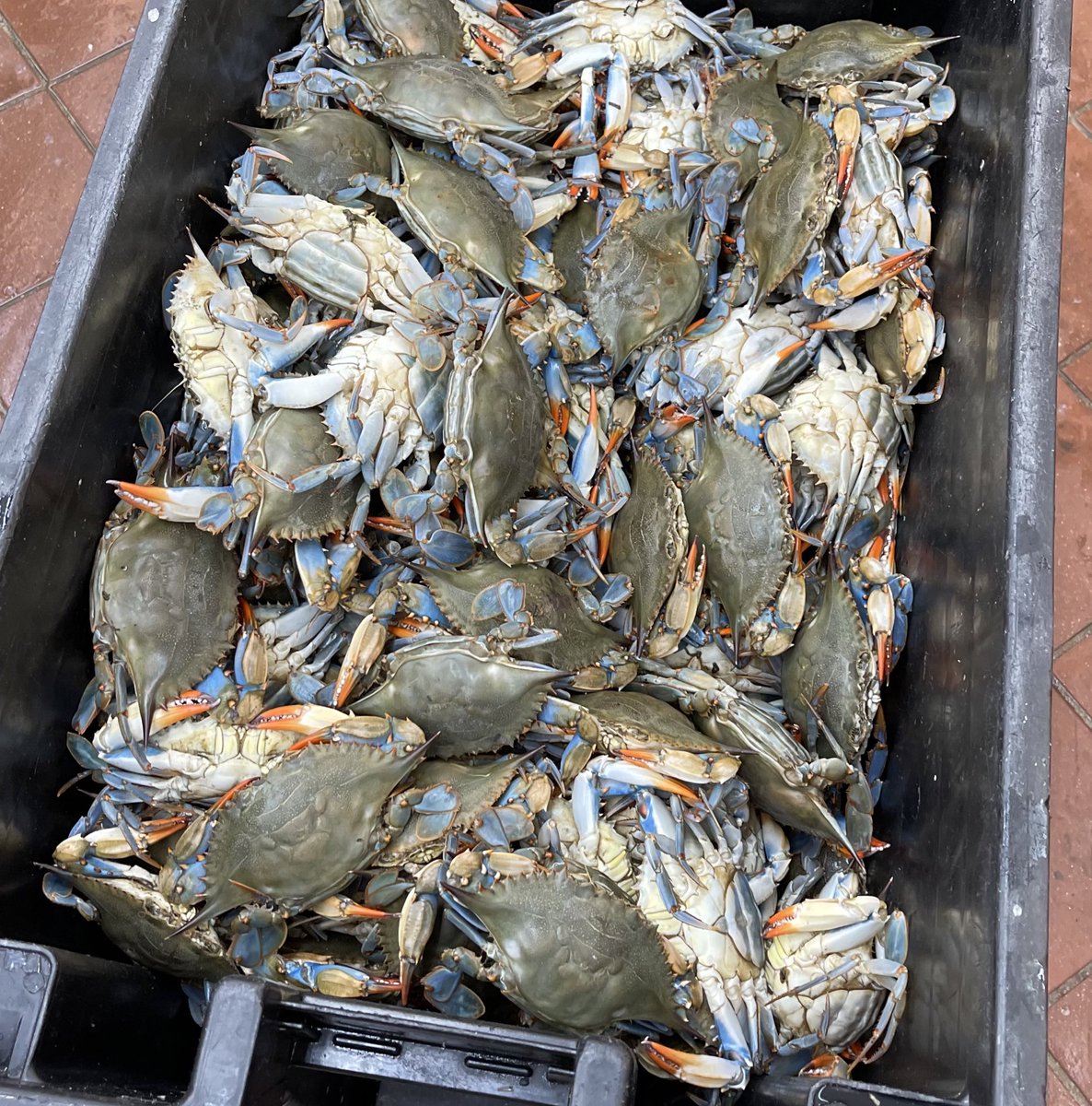 Daphnemcw's tweet photo. $30 / dozen 🦀 #ForCathy https://t.co/KvUMKep0pf