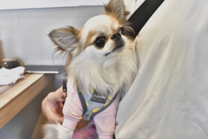 うしすけ V Twitter In うしすけ台場店 お連れ様とご来店ありがとうございました 笑顔が素敵なごはんくんと 飼い主様にベッタリ甘えたさんなそぼろちゃん 2人ともとても可愛く撮れました うしすけ ビジョンフリーゼ チワワ 犬のいる生活 犬の