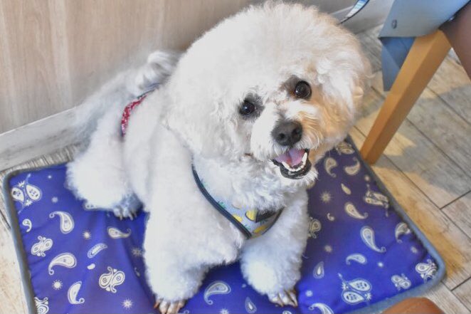 うしすけ V Twitter In うしすけ台場店 お連れ様とご来店ありがとうございました 笑顔が素敵なごはんくんと 飼い主様にベッタリ甘えたさんなそぼろちゃん 2人ともとても可愛く撮れました うしすけ ビジョンフリーゼ チワワ 犬のいる生活 犬の