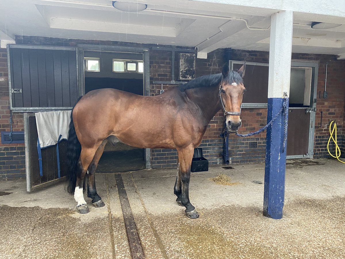merseymountedpc's tweet photo. Guess who’s back at the @LFC game today??!! Jake has had his brew and is ready for the new season!! @MerPolMounted @MerPolLFC #LFCBUR #mountedpatrols https://t.co/ppo4OBhlqB