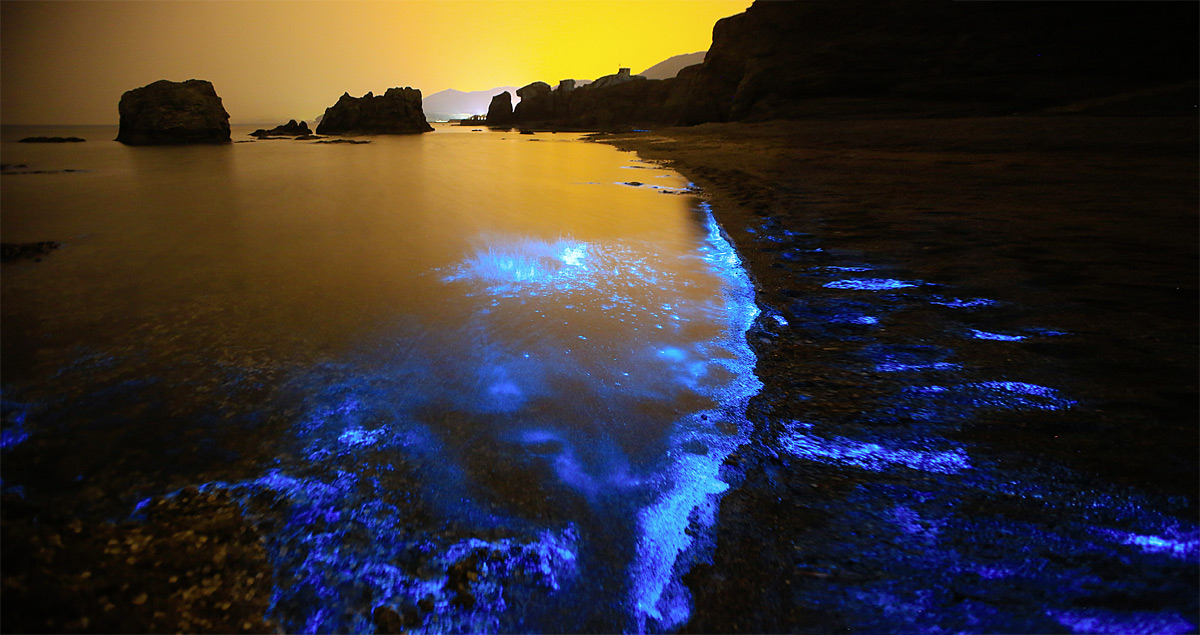 планктон ночесветка. остров ваадху мальдивы светящийся пляж. ночесветка водоросль. остров ваадху мальдивы светящийся планктон. мальдивы остров ваадху море.