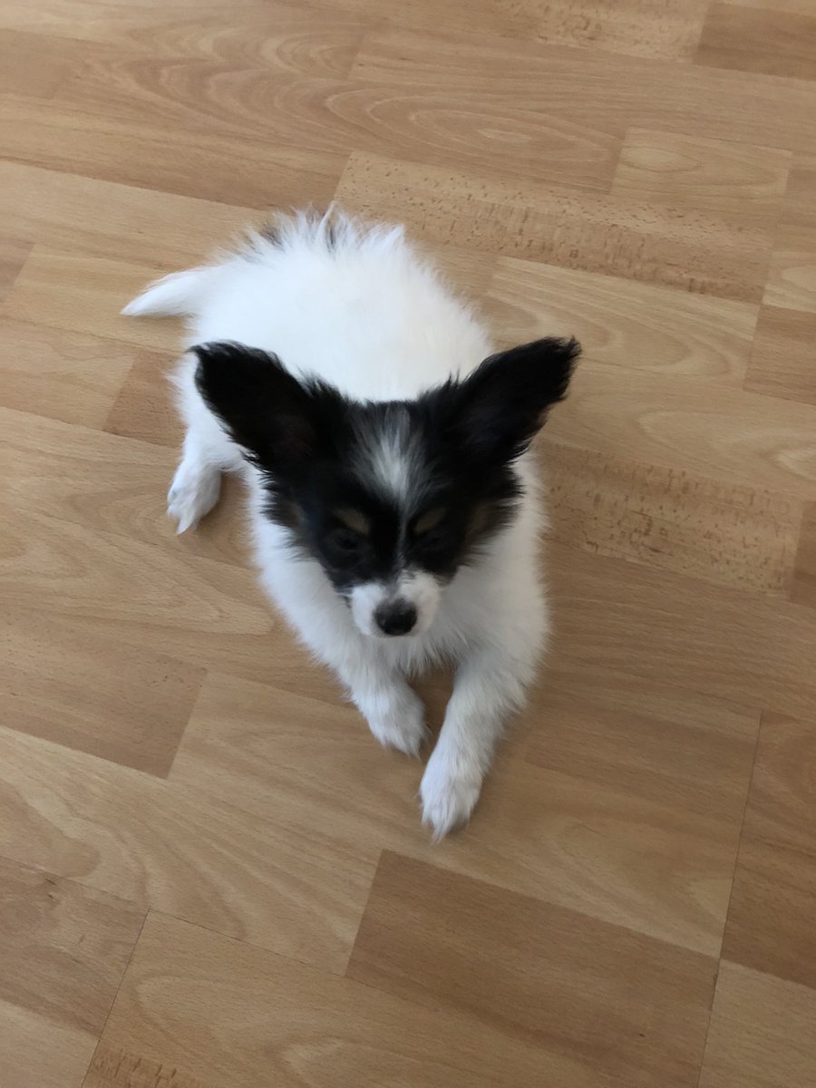 Tessu perhoskoira muutti meille viikko sitten 💖