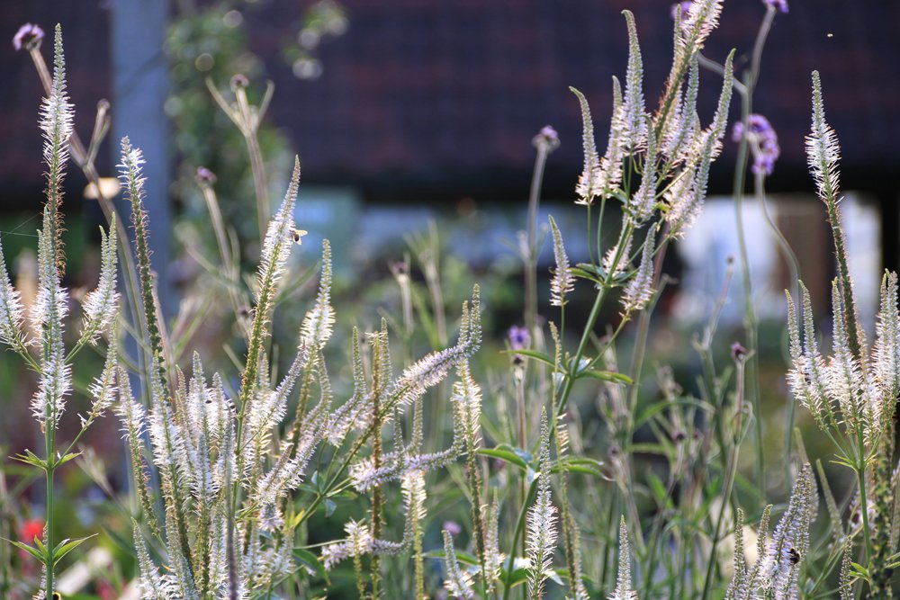 PottyPreston's tweet photo. Great to hear #NickBailey on last night gardens world singing the praises of the late summer perennials Particularly the tall #veronicastrums and #persicaria
#GardenersWorld
#pottypreston
#prestonbissettnurseries
#prairieplanting
#perennials
#latesummerperennials
@nickbailey365 https://t.co/u57YOdlRex