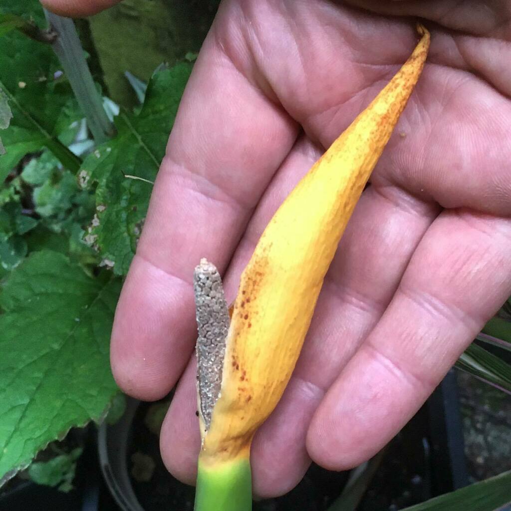 Rhizowen's tweet photo. Hiding in plain sight: flowering spike of Colocasia gaoligongensis, #cropwildrelative of taro #colocasiaesculenta . It’s not exactly beautiful, but it is interesting. I wonder if it will set seed? #araceae #taro #colocasia #spadix #spathe #plantbreeding … https://t.co/d0KWMU8pOd https://t.co/oikd6bOI3e