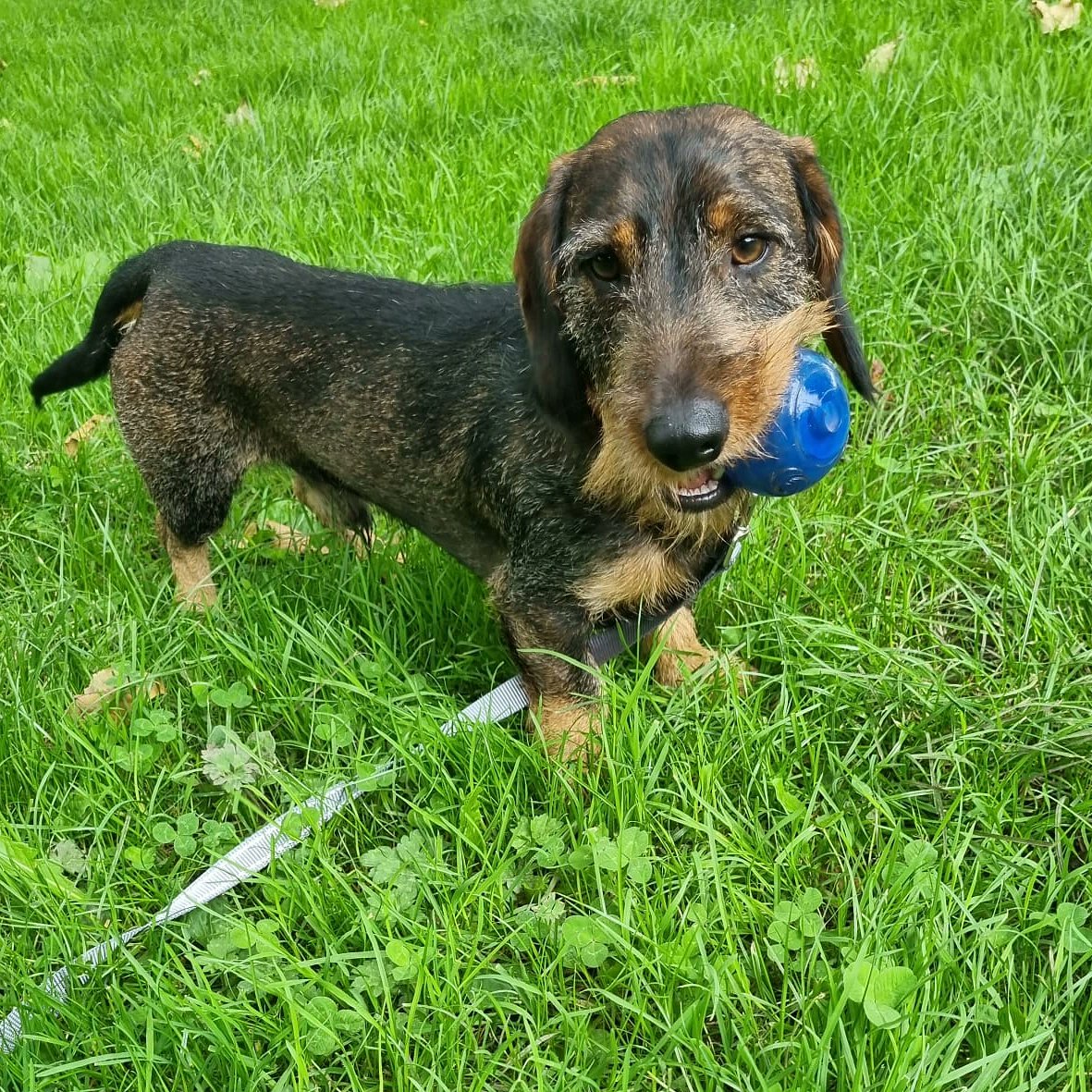 Everybody say hi to Hans 👋 our latest addition to the pack! 

#doge #dogsoftwitter #dogsofinstagram #Dogwalk #dogwalker #Dog #doglovers #DogLover #love #London