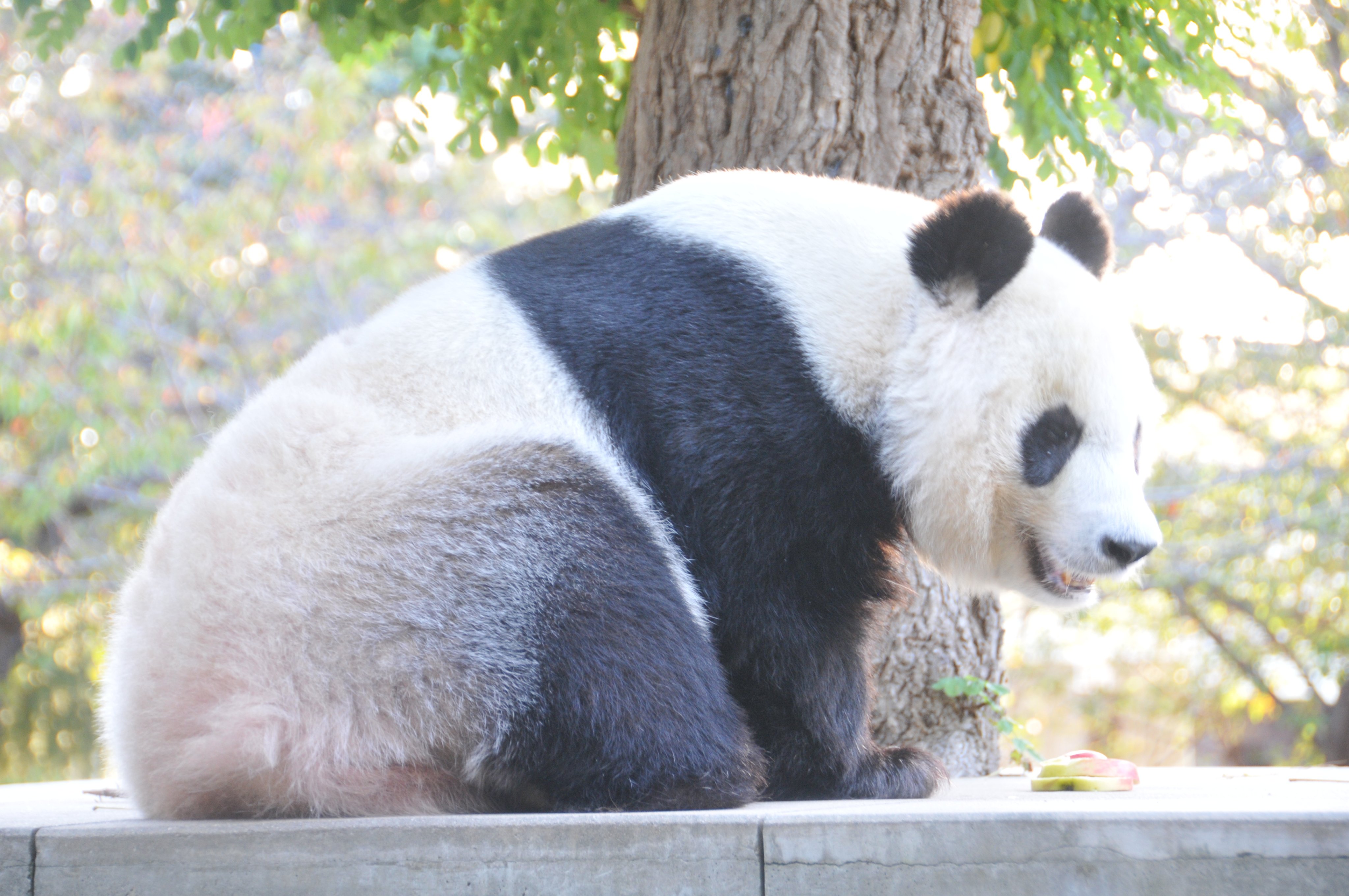 神戸市立王子動物園 公式 今夜２０ ３０よりnhkbspにて ごろごろパンダ日記 タンタン また明日ね が放送されます 皆さま 宜しければご視聴お願いいたします ごろごろパンダ日記 王子動物園 ジャイアントパンダ T Co Qm1faprv08