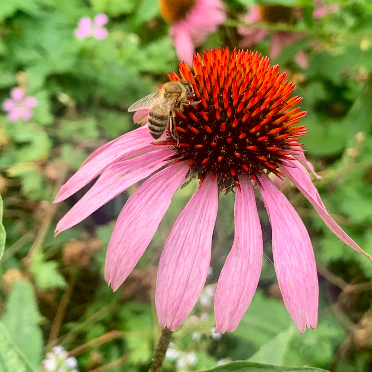 BermondseyBees's tweet photo. World Honeybee Day is one day of 365 days in the year. The honeybee is one of 275 different species of bee in the UK. So let’s celebrate the beauty and complexity of our pollinators each &amp; every day. Why not start by saying a cheery “Hello” to a bee today ? There. I’ll stop now. https://t.co/NvYrGCfUYg