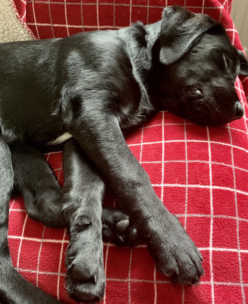 dogie_the's tweet photo. Zorsted frens. I is back from da holibobs an needs snoozles so will twoofs later. Have goods weekend everypawdy. #zzz #logiezorsted #snoozles https://t.co/r5vrMuvfjq